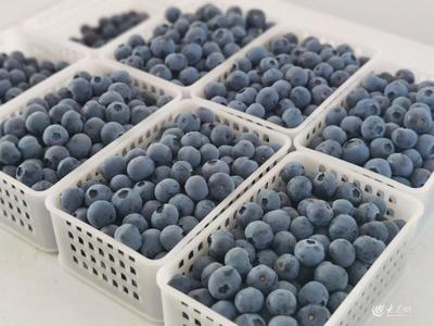 青島農(nóng)品調(diào)研記|④寶山藍(lán)莓之"新"見(jiàn)