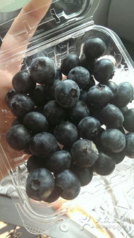 紫斐藍莓酒 青島體驗館